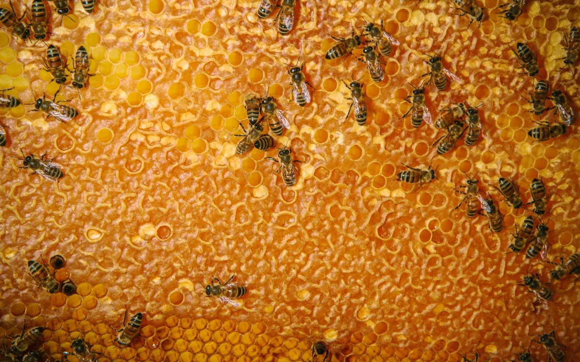 Honigbienen aus einem der Bienenstöcke auf dem Grundstück von Spin und Mindy Williams in Iowa, Vereinigte Staaten.