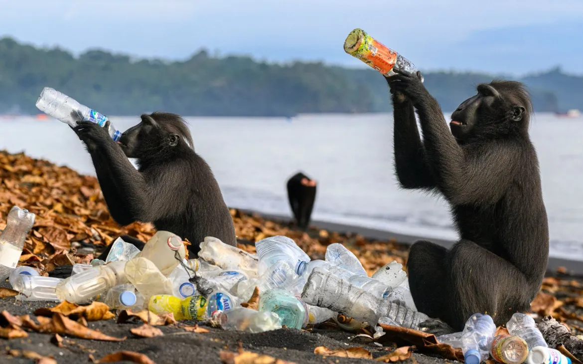 Zwei Sulawesi-Schwarzmakaken sitzen am Strand und trinken aus Plastikflaschen, Tangkoko-Nationalpark, Nordsulawesi, Indonesien.