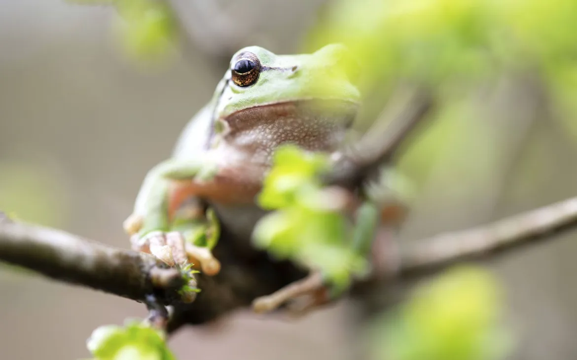Frog sits on stick