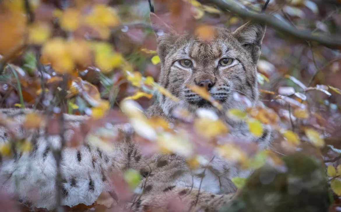 Lucht liegt hinter Blättern versteckt am Boden