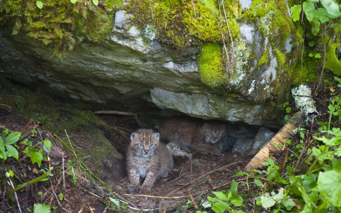 Junge Luchse in einer Felsnische im Simmental BE