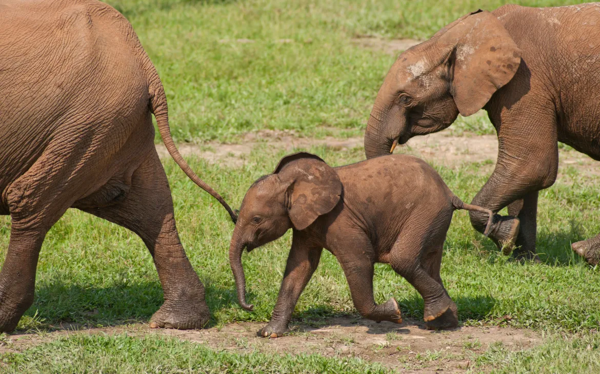 African Forest Elephants walking