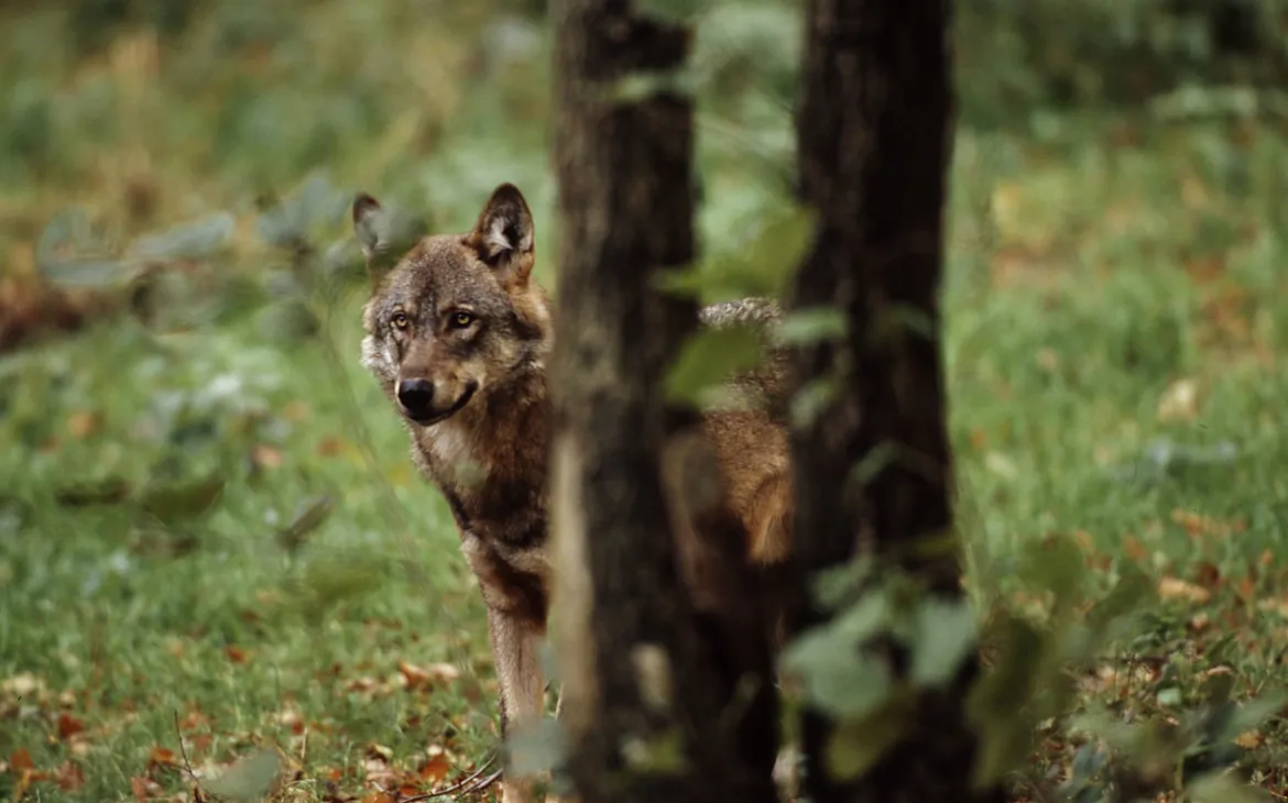 Grey Wolf in the Forest