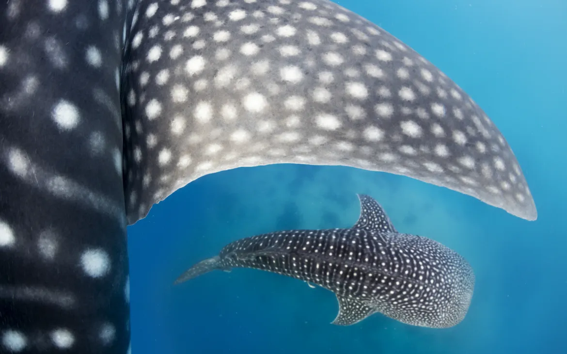 Whale sharks (Rhincodon typus) swimming around Cebu - Philippines