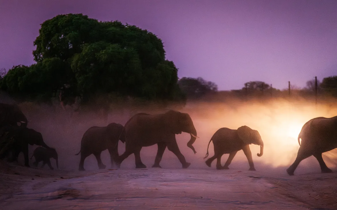 At dusk, about 130 elephants cross the M10 toward the Zambezi River, passing through villages and farmlands and damaging crops. Pausing for mango trees or maize, they threaten livelihoods and leave communities feeling vulnerable.