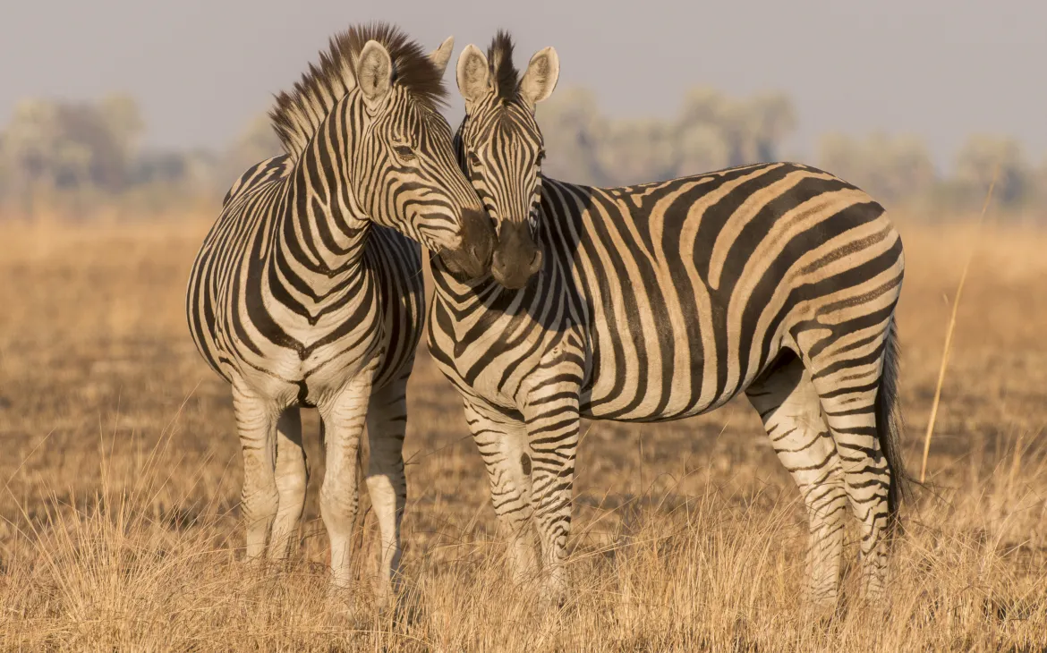 Zebra. Salambala conservancy. Namibia.