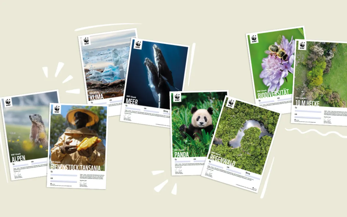 Header Shop Weihnachtskampagne Urkunde 