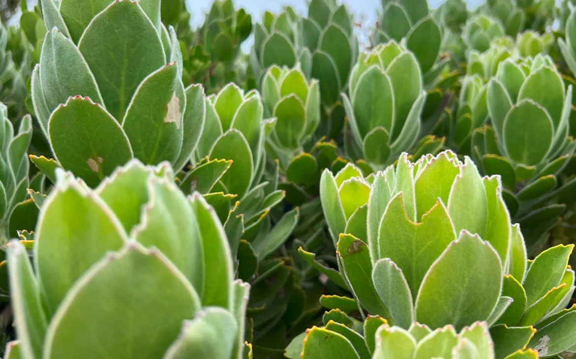 Fynbos 1