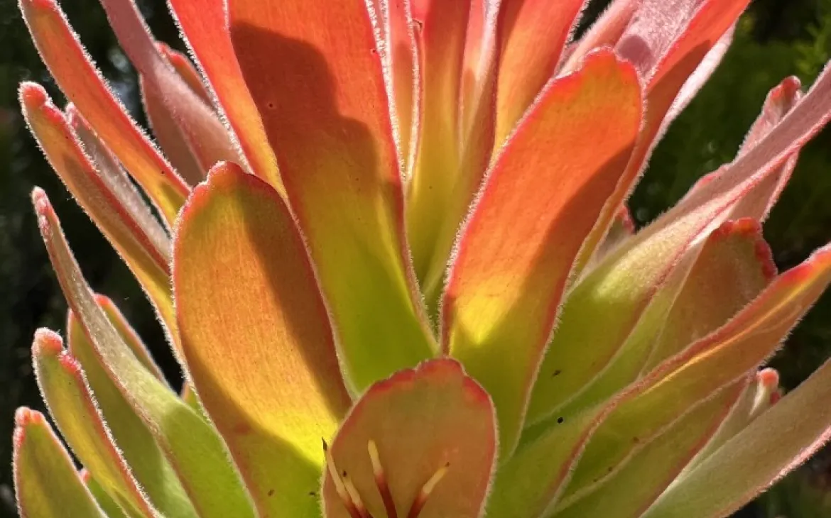 Fynbos
