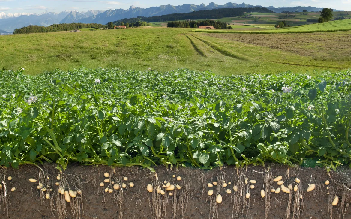 Kraut und Knollen von Kartoffeln in einem Querschnitt vom Boden