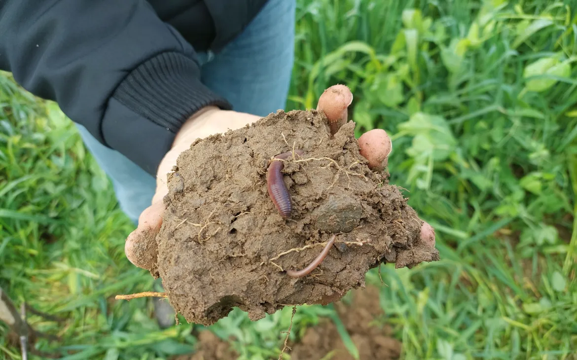 Regenwurm in einem Stück Boden