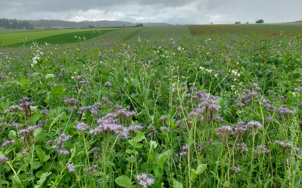 Vielfältige Sommerwiese mit Blumen