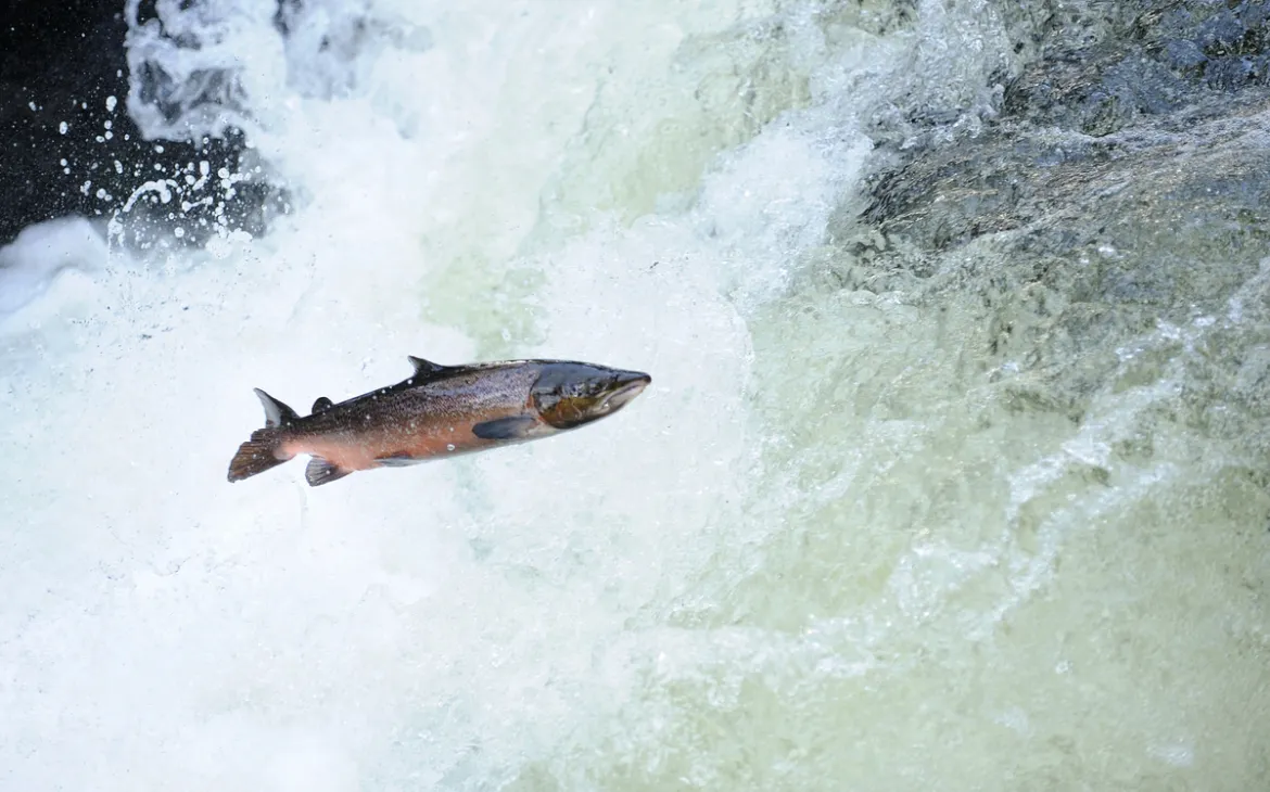Lachs_schwimmt_im_Wasser