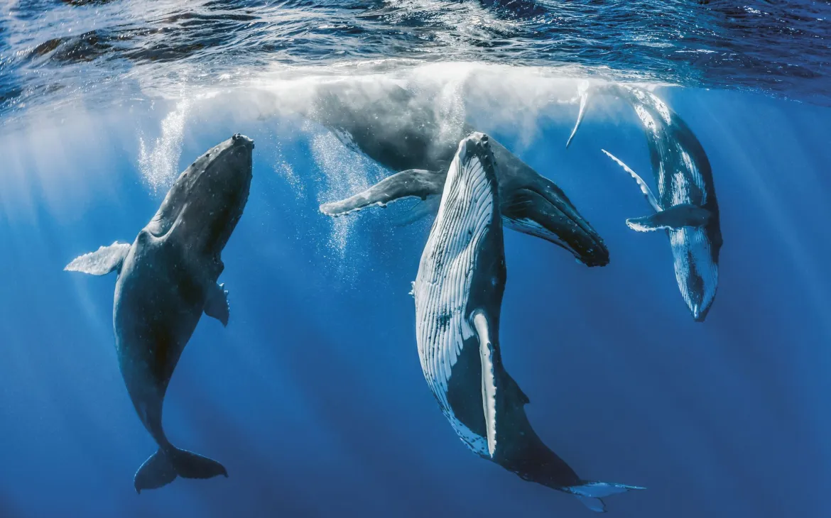 Humpack whale migration 