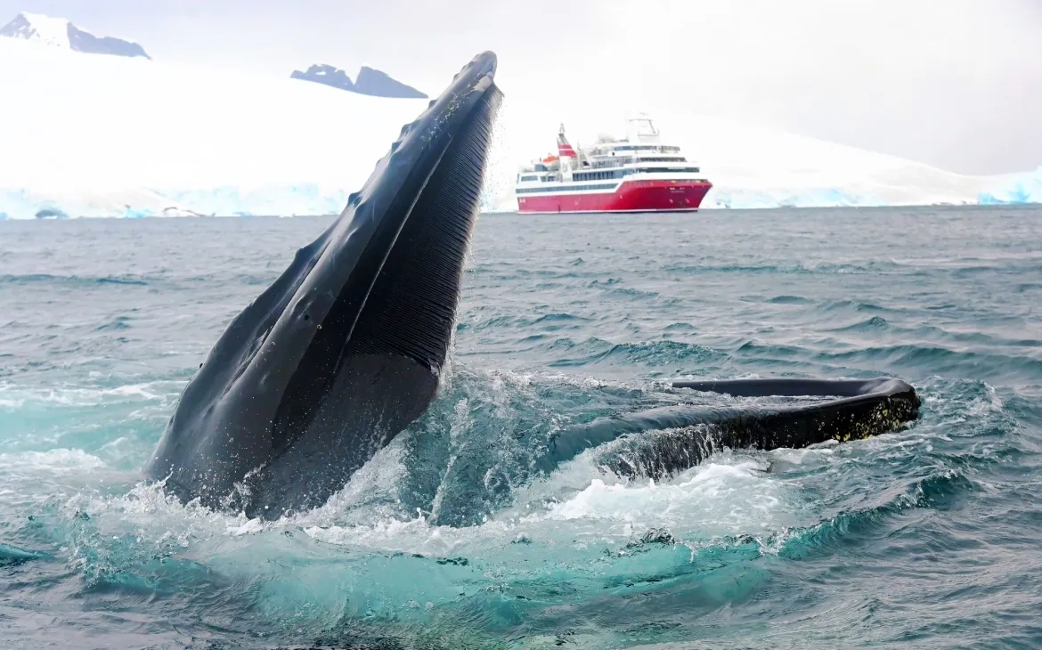 Humpack whale infront of a ship