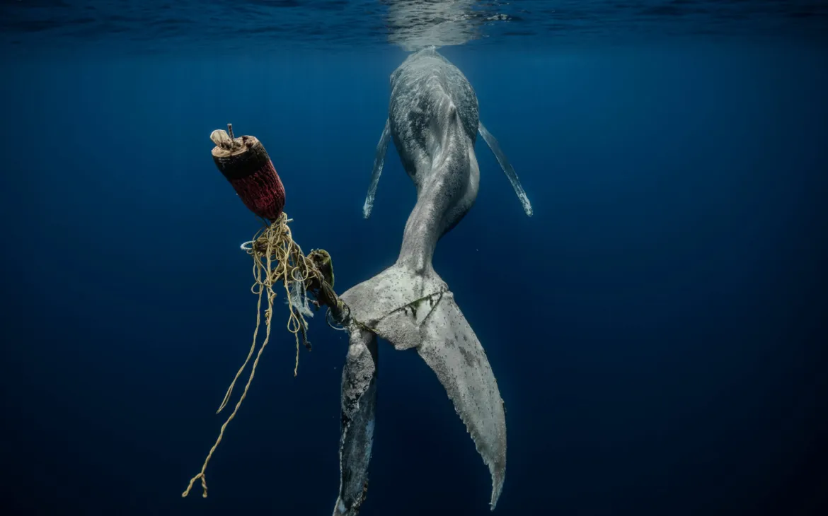 Humpback whale in discarded fishing lines