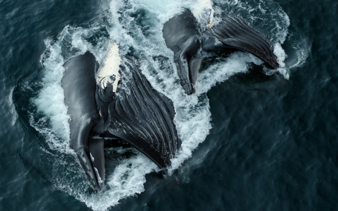 Humpback whales feeding on krill in the Gerlache Straight, Antarctic Peninsula
