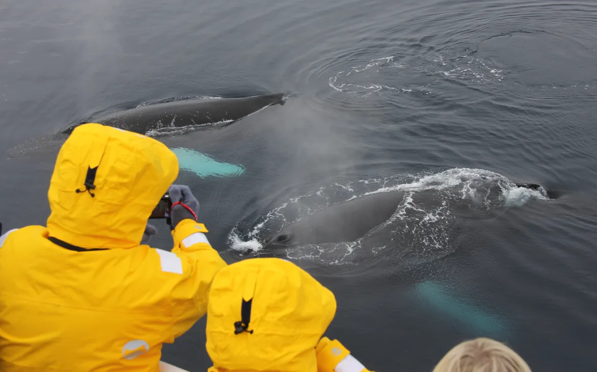 Visitors photograhing humpback whales at the surface of the water close to their boat in Antarctica