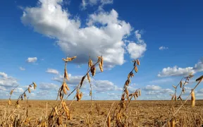 champ de soja dans la région de Barreiras, Brésil