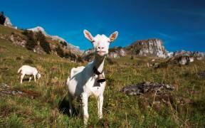 Les chèvres du Griesalp dans l'Oberland bernois, Suisse