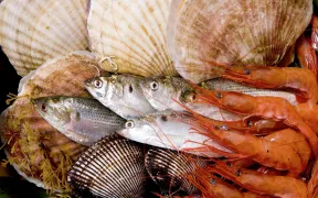 Fische und Meeresfrüchte auf einem Markt in Japan