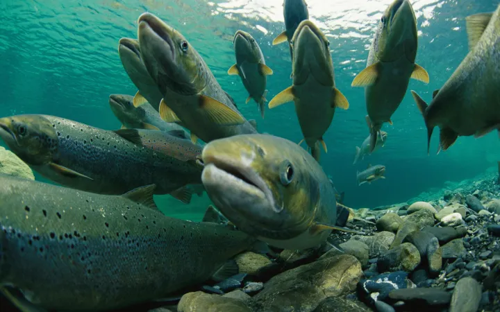 le saumon atlantique dans l'eau