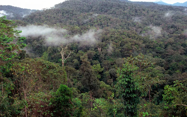 Rainforest in Kalimantan, Indonesia