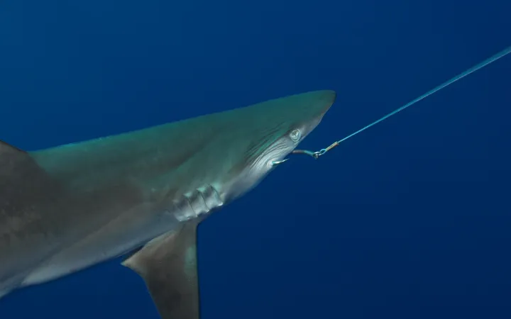 Silky est pêchée par une palangre.