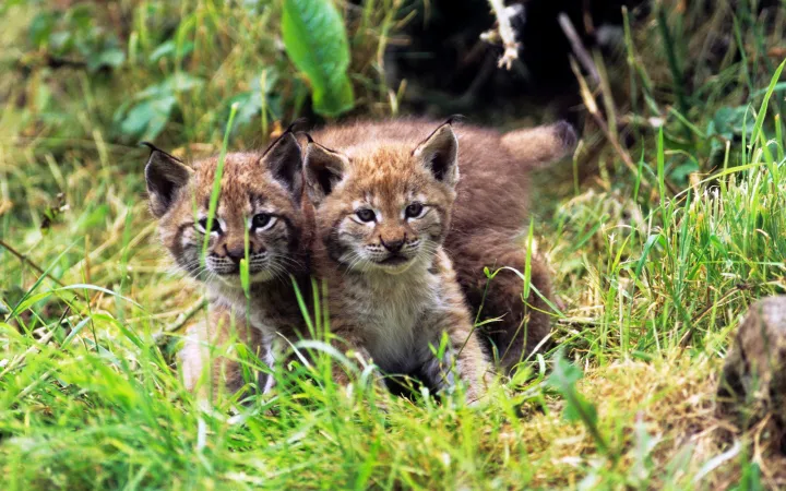 Deux petits lynx