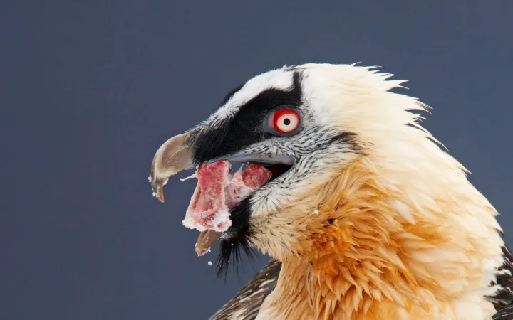 Bartgeier mit Knochen