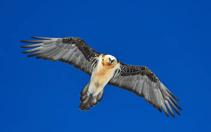 Bartgeier vor blauem Himmel