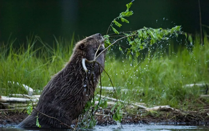 Le castor est un maître de bâtiment