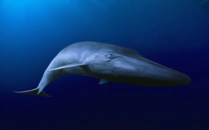 baleine bleue