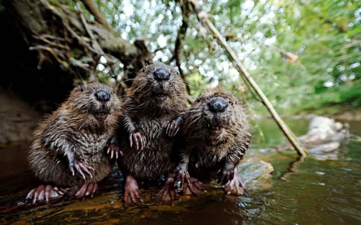Drei Biber schauen in die Kamera