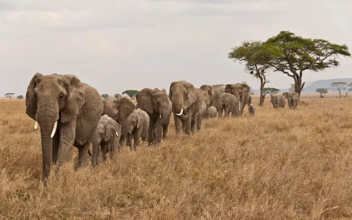 Mandria di elefanti africani nel parco nazionale del Serengeti in Tanzania