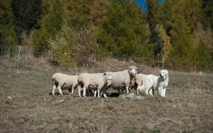 chien de garde avec des moutons