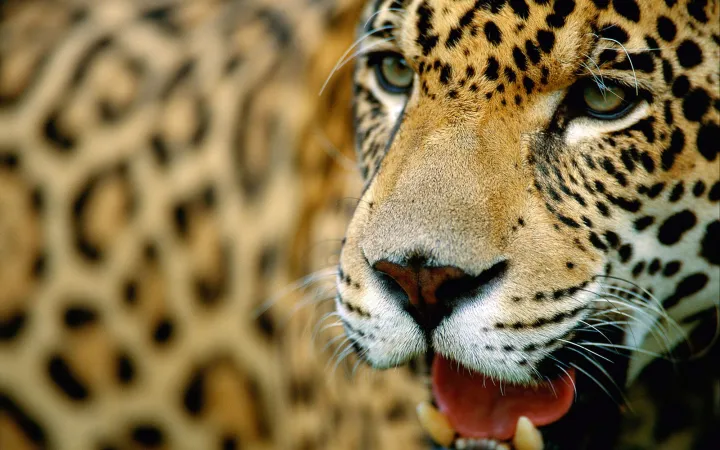 Jaguar Panthera onca