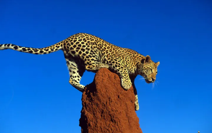 Leopard su un Termintenhügel