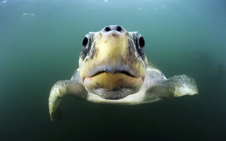 Pazifische Bastardschildkröte schwimmend