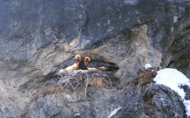 Zwei Bartgeier in ihrem Horst