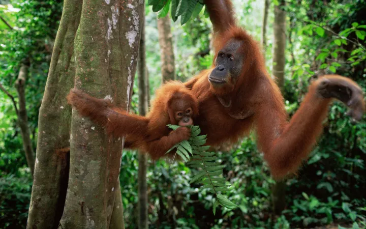 Orangutan con il bambino