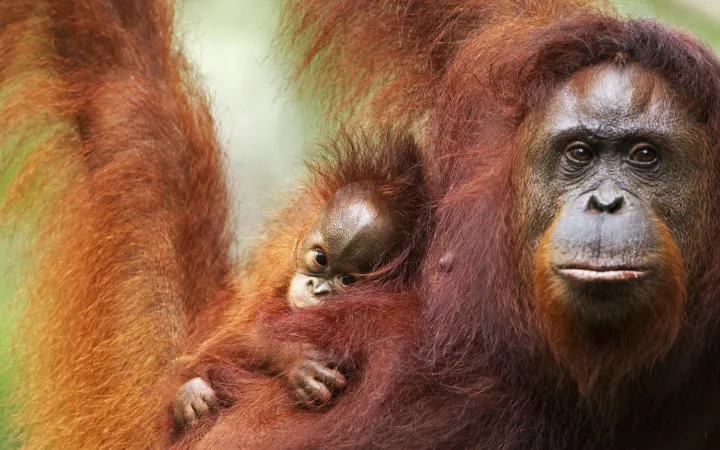 Orang-Utan mit Baby