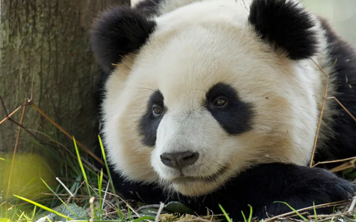 Panda géant (Ailuropoda melanoleuca) reposant dans Bifengxia, Chine