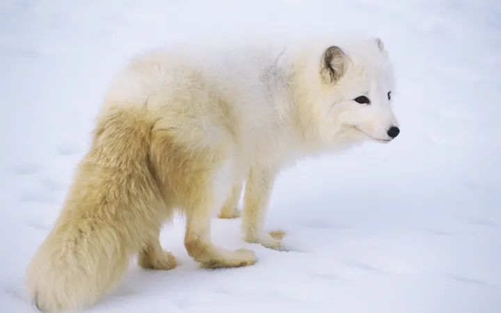 Volpe artica nella neve