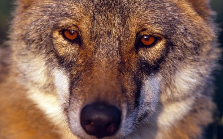 Potrait eines Wolfes