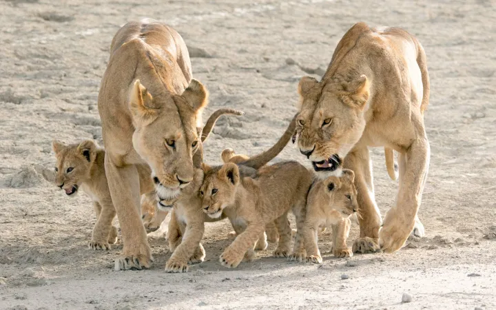 Löwen mit Jungtieren