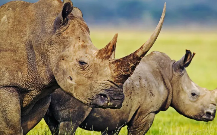 Un rinoceronte bianco femminile con un tempo molto lungo corno con il suo vitello in Lake Nakuru National Park, in Kenya