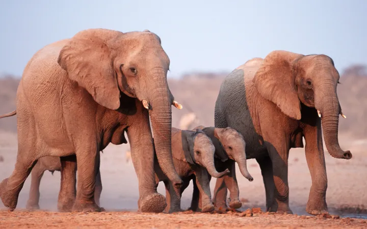 Afrikanische Elefantenweibchen mit Jungen (Loxodonta africana). Etosha Nationalpark, Kenia.
