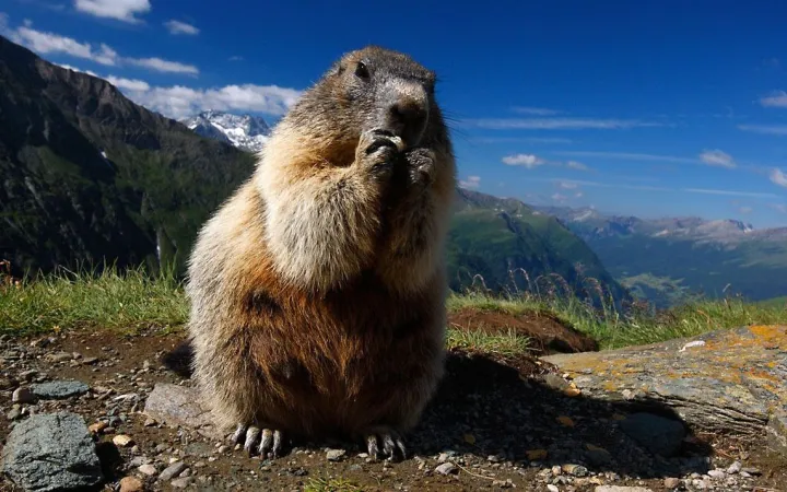 Marmot dans le parc national du Hohe Tauern, Autriche