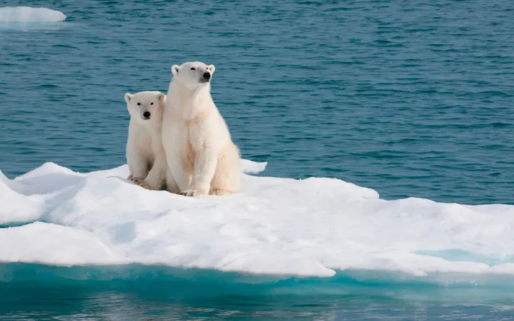 Ein Eisbärweibchen mit ihrem Jungen auf einer Eisscholle weit weg vom Ufer, Barentssee, Norwegen.